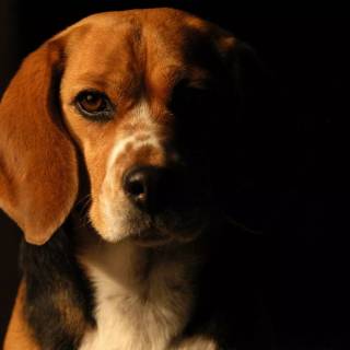 Beagle wallpaper