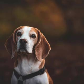 Beagle wallpaper