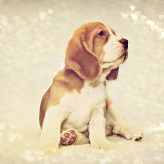 Beagle wallpaper