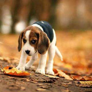 Beagle wallpaper