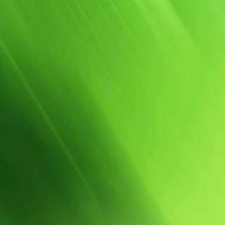 Clean green wallpaper