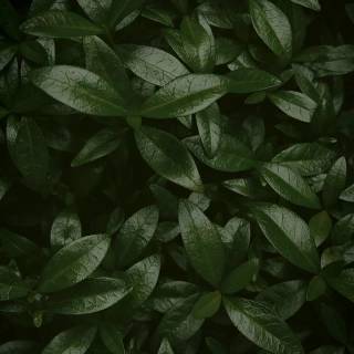 Clean green wallpaper
