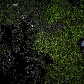 Clean green wallpaper