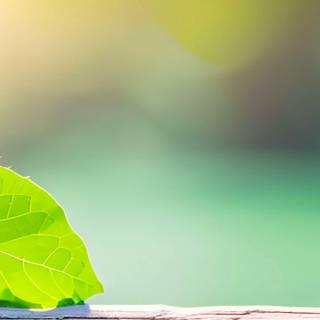 Clean green wallpaper