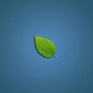 Clean green wallpaper