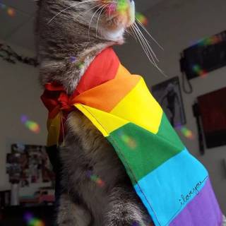 Gay cats wallpaper