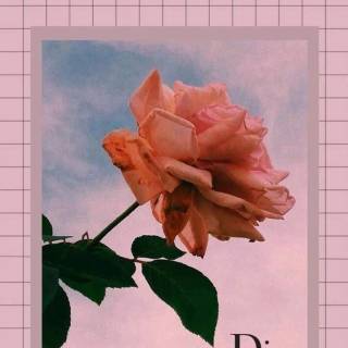 Dior pink wallpaper