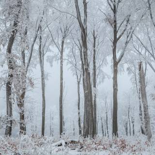 4k snow forest wallpaper