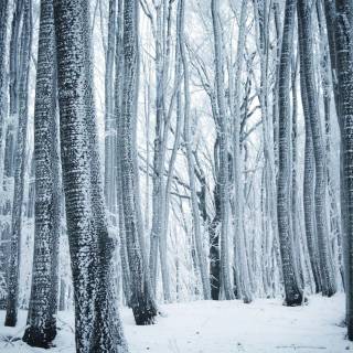 Winter forest tree wallpaper