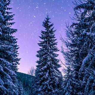 Snow forest iPhone wallpaper