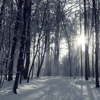 Foggy winter forest dark wallpaper