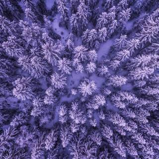 4k snow forest wallpaper