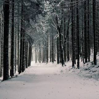 Snow forest iPhone wallpaper