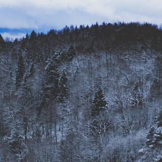 4k snow forest wallpaper