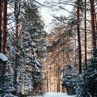 Winter forest tree wallpaper