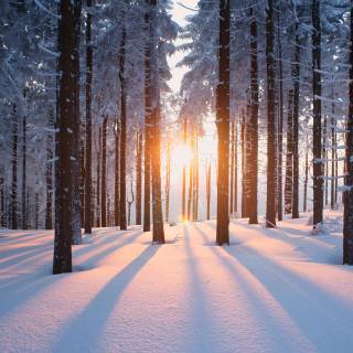 4k snow forest wallpaper