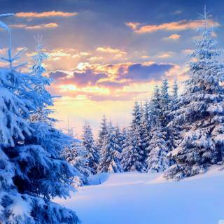 4k snow forest wallpaper