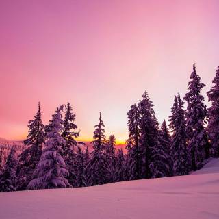 4k snow forest wallpaper