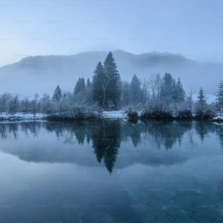 4k snow forest wallpaper