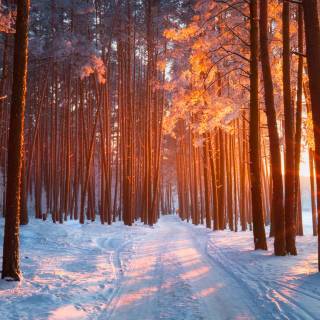 4k snow forest wallpaper