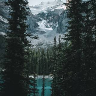 4k snow forest wallpaper