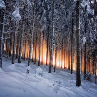 1920x1200 winter forest wallpaper