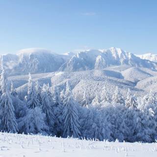 4k snow forest wallpaper