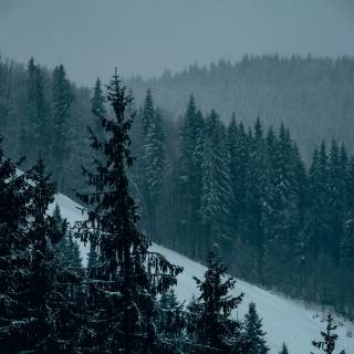 4k snow forest wallpaper