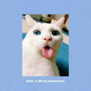 Funny cat iPhone wallpaper