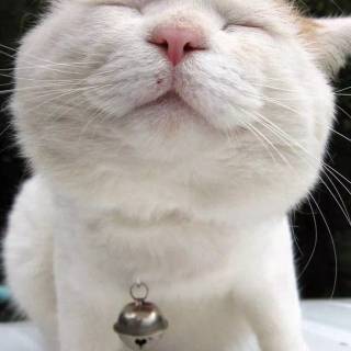 Funny cat iPhone wallpaper