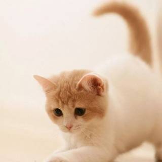 Funny cat iPhone wallpaper