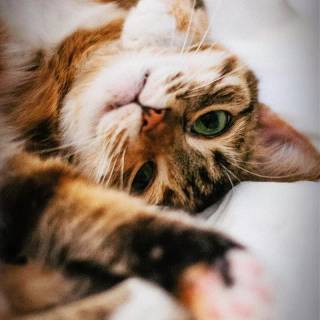 Funny cat iPhone wallpaper