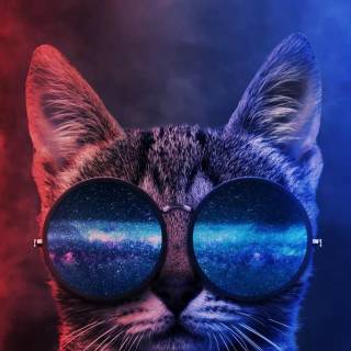 Funny cat iPhone wallpaper