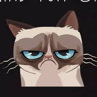 Funny cat iPhone wallpaper