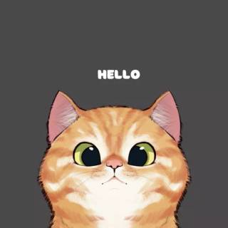 Funny cat iPhone wallpaper