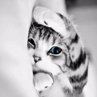 Funny cat iPhone wallpaper