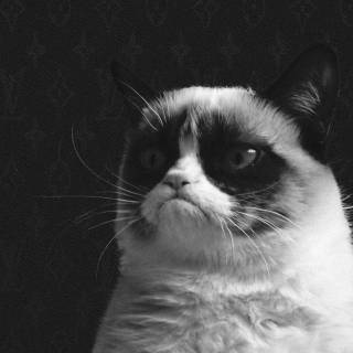 Funny cat iPhone wallpaper