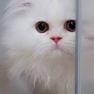 Funny cat iPhone wallpaper