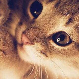 Funny cat iPhone wallpaper