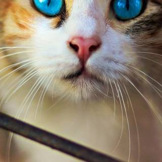 Funny cat iPhone wallpaper