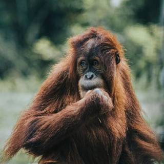 Orangutan iPhone wallpaper