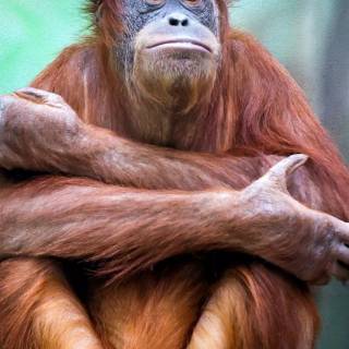 Orangutan iPhone wallpaper