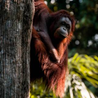 Orangutan iPhone wallpaper