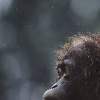 Orangutan iPhone wallpaper