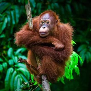 Orangutan iPhone wallpaper