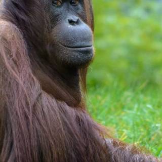 Orangutan iPhone wallpaper