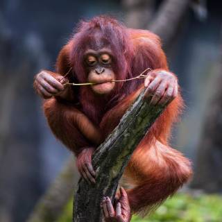 Orangutan iPhone wallpaper