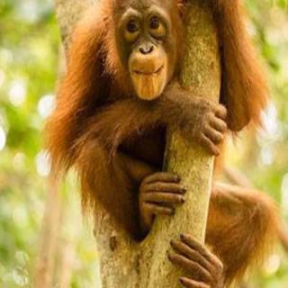 Orangutan iPhone wallpaper