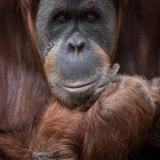 Orangutan iPhone wallpaper