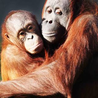 Orangutan iPhone wallpaper